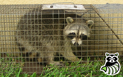 Salisbury trapping